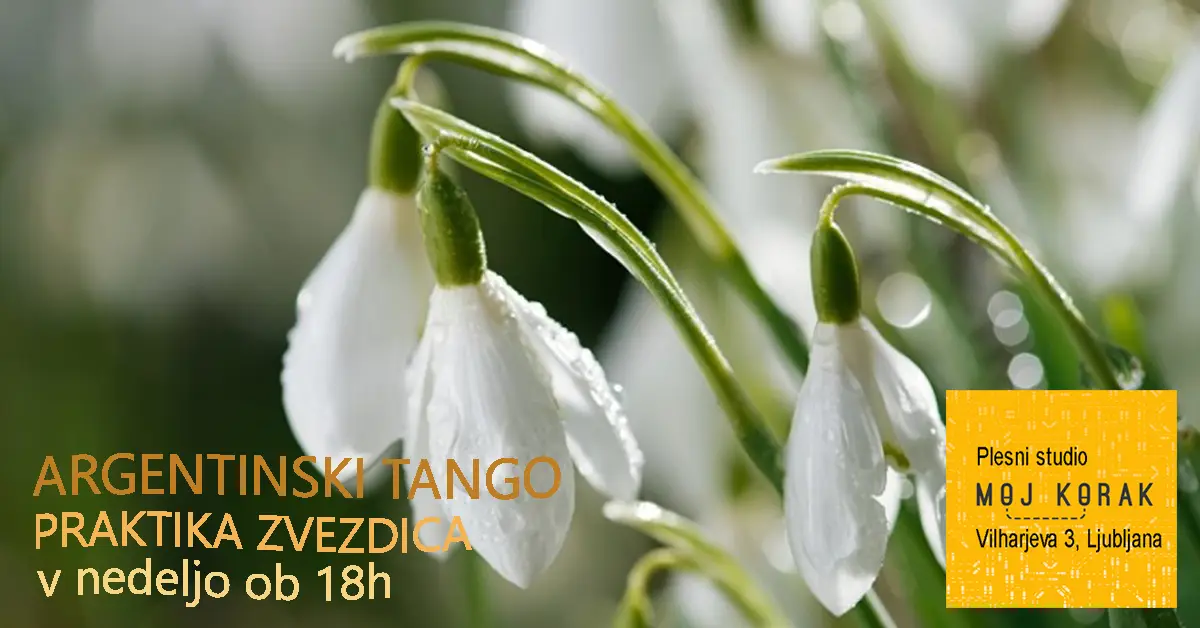 Read more about the article TANGO praktika ZVEZDICA